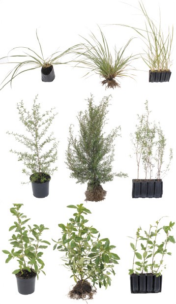 Figure 2: Toetoe (top), manuka (middle) and karamu (lower) plants raised for nine months in the larger PB3 containers or equivalent size plastic containers (left); in open-ground nursery beds (centre); and in smaller Hillson root trainers (right).