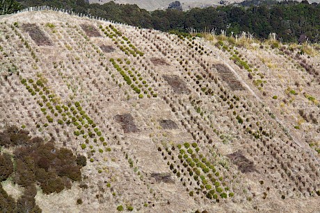 Figure 4: Planting trial 2 years after establishment as a Randomised Complete Block design comprising 12 tree rows comparing performance of 10 native species.