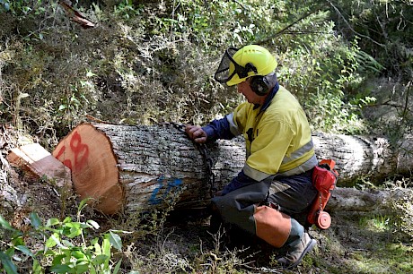 Brett Kewene breaking-out a totara log on the Cookson property near Kawakawa