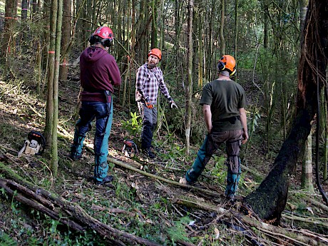 Arborist students under the expert tutelage of arboriculturalist Kent Thwaites.