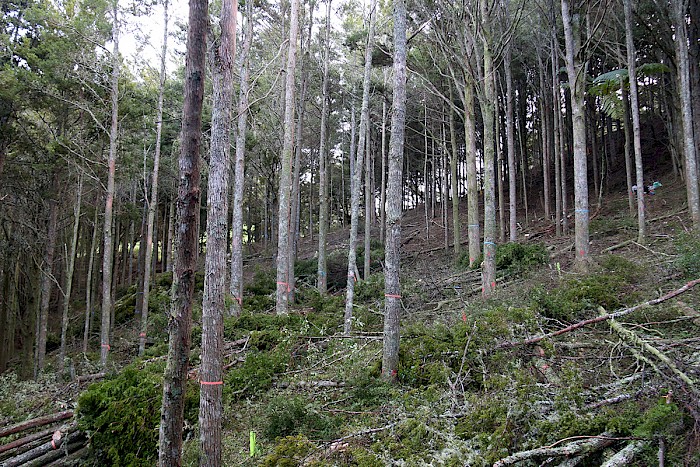 A thinned Permanent Sample Plot (PSP) within a natural stand. Note the shaded conditions in the unthinned area above this thinned plot. Growth response of the residual totara trees after thinning will be measured and also the response of understorey vegetation development to the increased light conditions.