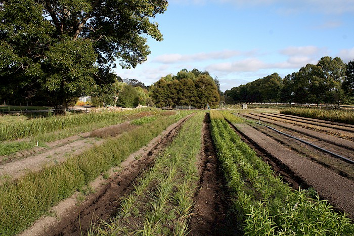 Figure 1: Open ground beds showing kanuka left, toetoe centre and hebe right at Taupo Native Plant Nursery, Taupo.