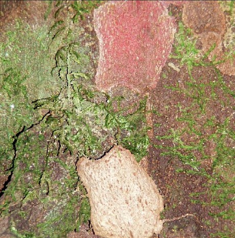 Matai bark. Its most distinctive feature is its “hammer marked” bark scales that are pale on the inside. Photo: H Janssen, Bush Vitality Assessment