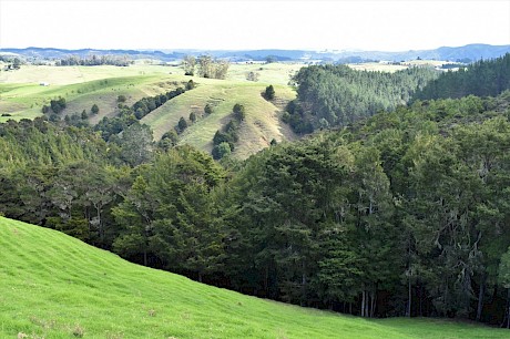 Regenerating totara is common on many farms in Northland. THis resource could be sustainably managed for conservation and production purposes - but is there a viable business case for a totara timber industry?