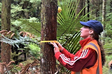 Anna Manning remeasuring a tōtara tree in a sample plot.