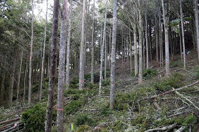 A thinned Permanent Sample Plot (PSP) within a natural stand. Note the shaded conditions in the unthinned area above this thinned plot. Growth response of the residual totara trees after thinning will be measured and also the response of understorey vegetation development to the increased light conditions.